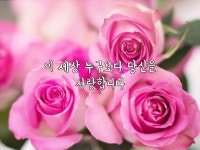 이 세상 누구보다 당신을 사랑합니다 | 분홍 장미, 분홍색 꽃, 아름다운 장미
