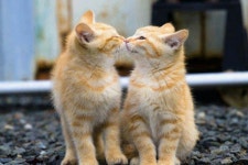 The cat is the only animal to have succeeded in domesticating man. -- Marcel Mauss | 고양이