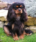 beautiful black and tan australian champion | 강아지