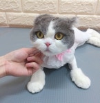 #라라캣 #고양이무마취미용 #콩이 #둥이 #털뿜해결사 #강남... 남매 라라캣 첫 방문!! 포즈 좋고  항상 하던곳이 아니여서 낯설었을텐데도... 