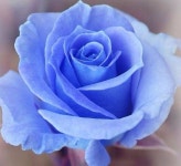 꽃무늬에 있는 이나은님의 핀 | 예쁜 꽃, 꽃 종류, 푸른색 꽃