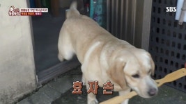동물농장 역대급 천재견 행복이가 지능이 높은 이유 (영상) | Labrador retriever, Labrador, Dogs