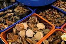 수산시장에 진열되어 있는 신선한 어패류  Yanggiri, 사진, 수산시장, 시장, 진열, 신선한, 어패류, 조개, 생물, 해산물, 수산물, 오브젝트... 