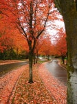 beautiful orange for fall | 풍경 사진, 사계절, 사진