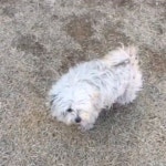 후.... . 안성 맞춤랜드 앞에 버려진 아이 래요. 맞춤랜드 근처 식당에서 직원분들이 밥을 챙겨주신대요  아이가 … | Dogs