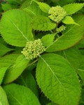 야생  산  야생화  꽃  꽃봉오리  수국  한국의야생화  Hydrangea_serrata  Saxifragaceae  Hydrangea   … | Plant leaves, Hydrangea... 