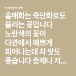 Pin on 꽂차. 약차