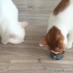 Cat shares his food with his friend #cat | 동물, 친구