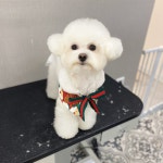#울산#울산애견미용 월관리받는 모찌탱 #늘빛나개 #빛나개... 네이버에 늘빛나개 #dog#bichonFris... in 2020 | Americas got talent... 