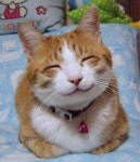 Smiling Cat | 행복한 동물, 귀여운 고양이, 고양이 생일