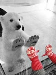 뿅♥︎에 있는 Jiae Kim님의 핀 | 북극곰, 귀여운 곰, 아기 동물