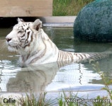 도예에 있는 DlstidanjdlTsi님의 핀(이미지 포함) | 도예