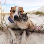 From @henrythecoloradodog: “Caught Baloo lovin’ on Henry 🥰” #catsofinstagram  (Feed generated with FetchRSS ) | 동물, 친구