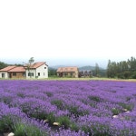 year with a variety of exhibitions, performances, contests which include Lavender sc…(이미지 포함) | 라벤더, 축제, 꽃그림