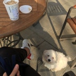 루이네 집에 있는 루이네 집님의 핀 | 비숑, 비숑 프리제, 강아지