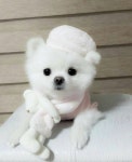 Pin by bibbym on 동물 | Cute pomeranian, Pomeranian puppy, Puppies