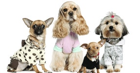 당신은 어떤 개일까요? | Dog clothes patterns, Dog clothes, Cute dogs