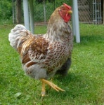 Click this image to show the full-size version. | 새