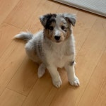 앉아!기다려 교육 모두 마스터.  #셔틀랜드쉽독 #독스타그램 #sheepdog #shetlandsheepdog #셀티 #sheltie #반려견 #joy #애견 #... | 애견