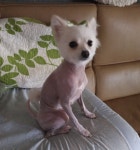 홍염 on | Animals, Dogs, Red