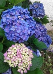 「수국」おしゃれまとめの人気アイデア｜Pinterest｜김옥석（画像あり） | 紫陽花