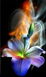 Fractal Lily | 꽃 사진, 꽃, 아름다운