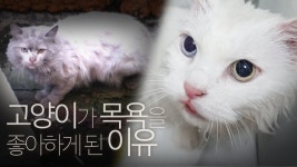 길에서 살던 고양이가 목욕을 좋아하게 된 이유 in 2020 | Animals, Cats