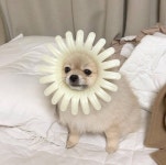 우주뿌셔에 있는 모히또❁님의 핀 | 포메라니안, 동물