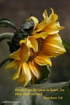 Create in me a pure heart, O God, and renew a right spirit within me. | 아름다운 꽃 사진, 자연 사진, 꽃 사진