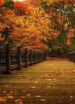 Central Park, New York | 가을비, 풍경 사진, 자연