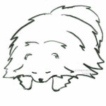 포메라니안 은퇴견 홈케어> 6살 이하의 건강하고 예쁜 아이들 중 브리딩프로그램에서 은퇴하는 아이들에게 새로운 예쁜 가족을 찾아주... | 동물