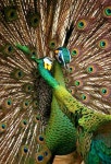 cheek from his mate as a reward for his impressive display. Green peafowls (Pavo muticus) are close relatives of the In… | 공작