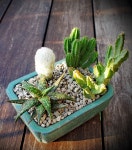 #succulents #cactus #succulentlovers #cactuslovers #minigarden | 원예, 꽃, 식물
