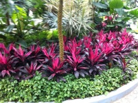 Yeomiji Botanical Garden in Jeju Seoguipo Joogmoon(제주 서귀포 중문) | Jardins rústicos, Belos jardins, Jardinagem
