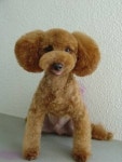 GreeneGardens Poodles - Grooming Styles for Hybrids | 개