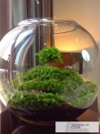 #terrariums | 미니 정원, 테라리움, 꽃
