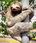 guy right in a park in the middle of Cartagena doing a pole dance for us #cartagena #cartagenacolombia #sloth #colo… | 나무늘보