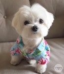 pomerian grooming에 있는 나리 이님의 핀