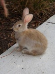 Elegant rabbit #rabbitdaily | 토끼
