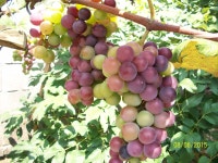 chris hyun님이 korea. Home. Mother.에 올린 이미지