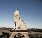 Pin page Husky howling like a wolf | 늑대
