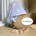 웃긴 밈에 있는 캘시퍼님의 핀 - 2022 | 귀여운 사랑 밈, 웃긴 밈, 기분 사진 - 2022 | 귀여운 사랑 밈, 웃긴 밈, 기분 사진