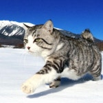 Nyankichi NoranekoさんはInstagramを利用しています:「ぼくは旅猫😁 I am a traveling cat.😁😁 我是一隻旅遊貓😁😁😁 #猫... 