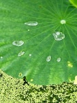 Pin by 반딧불이 on 창문, 비, 물방울. | Plants, Plant leaves, Flowers