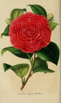Camellia japonica L. var. Auguste Delposse Japonica La Belgique horticole, journal des jardins et des vergers, vol. 6: p. 129, t. 24... 