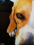 Beagle | 비글