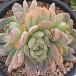 스타마크(E. Starmark) - 다육식물(Succulents) - 2023 | 다육 식물