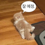 (말풍선 밈) “나 너무 피곤해서 잘거야” | 재미있는 고양이 밈, 고양이 말, 고양이 밈 | 고양이 말, 재미있는 고양이 밈, 고양이 밈