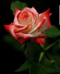 Pin de 이병철 em rose | Rosas, Rosas vermelhas, Arranjos de flores