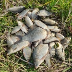 두시간짬낚  28수!!! 다시 바다로 놀래미 한수!! 막국수 한그릇 후루룩 이제 밤낚시를 위하여 휴식~~ - 2020